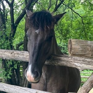 Meet your Posher, Donna